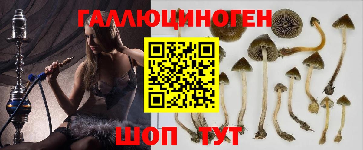 Галлюциногенные грибы Cubensis Сунжа